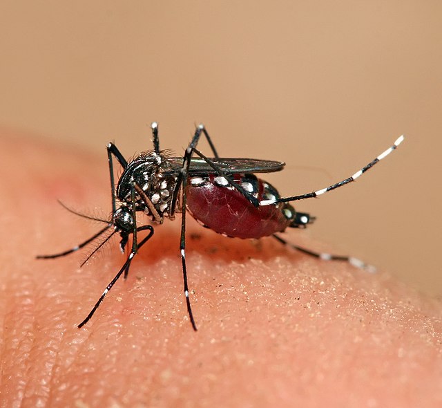 Aedes aegypti feeding